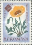 Pyrenees Poppy (Papaver pyrenaicum)