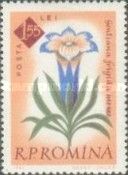 Gentian (Gentiana frigida)