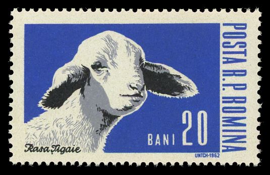Domestic Sheep (Ovis ammon aries)