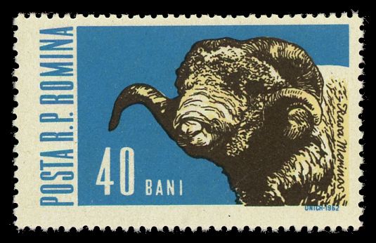 Merino Ram (Ovis orientalis aries)