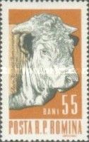 Male Cattle (Bos primigenius taurus)