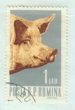 Domestic Pig (Sus scrofa domestica)
