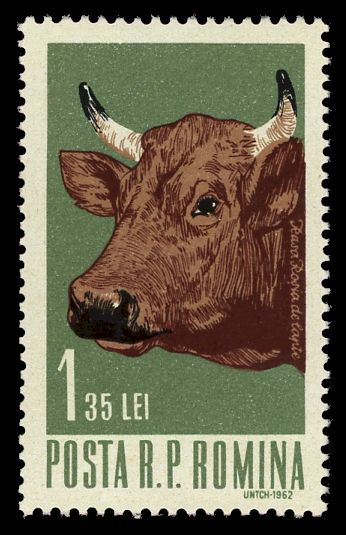 Female Cattle (Bos primigenius taurus)