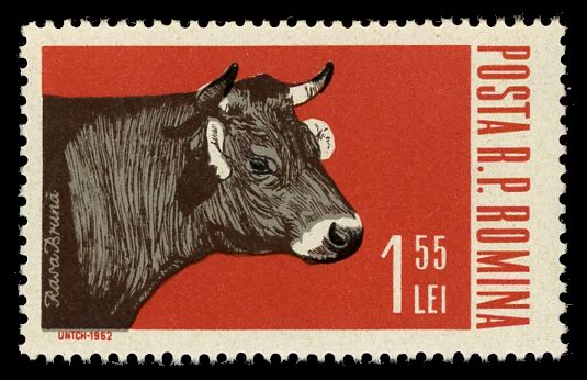 Female Cattle (Bos primigenius taurus)
