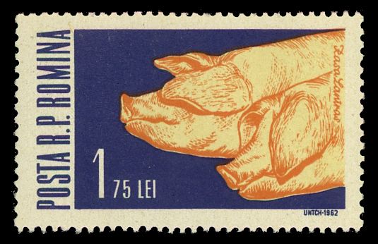 Domestic Pig (Sus scrofa domestica)