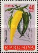Chili Pepper (Capsicum annuum)