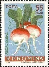Radish - radis (Raphanus sativus var. sativus)