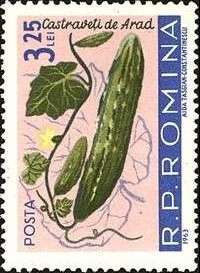 Cucumber (Cucumis sativus)