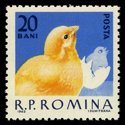 Chick (Gallus gallus domesticus)