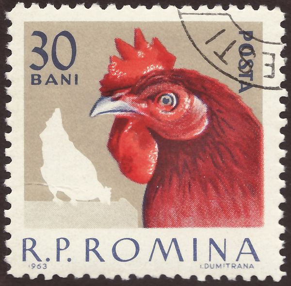 Cockerel (Gallus gallus domesticus)