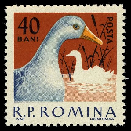 Duck (Anas platyrhynchos domestica)