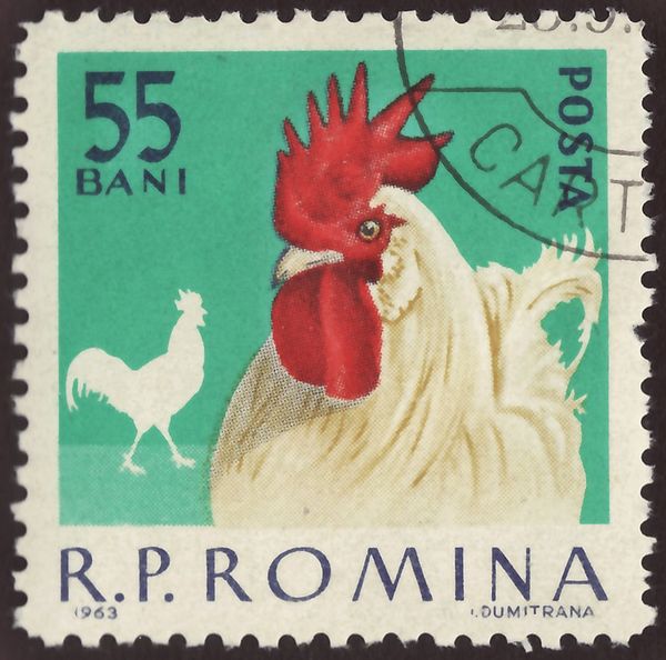 White Leghorn (Gallus gallus domesticus)