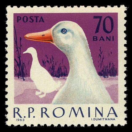 Goose (Anser anser domestica)