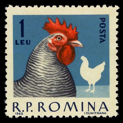 Rooster (Gallus gallus domesticus)