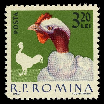 Transylvanian Naked Neck (Gallus gallus domesticus)