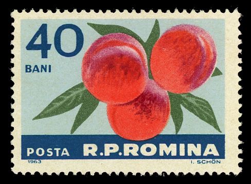 Peaches (Prunus persica)