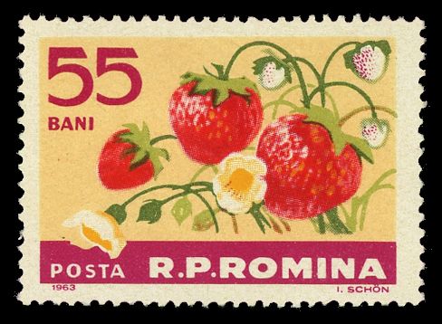 Strawberrys (Fragaria ananassa)