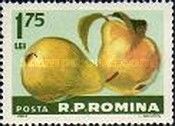 Pears (Pyrus domestica)
