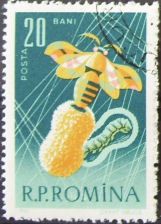 Cocoon of the Silkmoth (Bombyx mori), Silkmoth