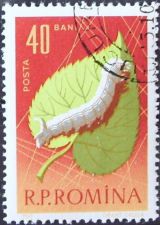 Silk Worm (Bombyx mori) on Mulberry Leaf (Morus sp.)
