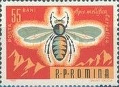 Honey Bee (Apis mellifica)