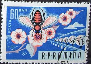 Honey Bee (Apis mellifica)