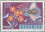 Honey Bee (Apis mellifica)