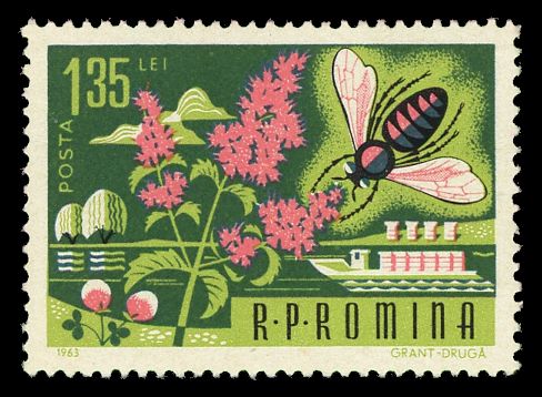 Honey Bee (Apis mellifica)