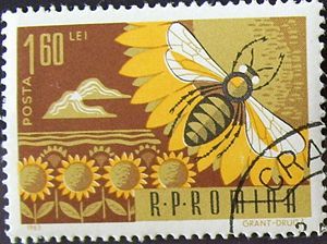 Honey Bee (Apis mellifica)