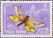 Greek Owlfly (Ascalaphus macaronius)