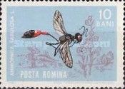 Red-banded Sand Wasp (Ammophila sabulosa)