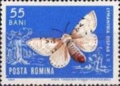Gypsy Moth (Lymantria dispar)