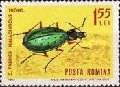 Fabricius' Running Beetle (Carabus fabricii)