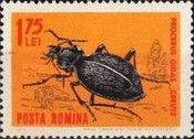 Ground Beetle (Carabus gigas)