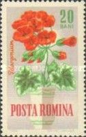 Apple Geranium (Pelargonium odoratissimum)