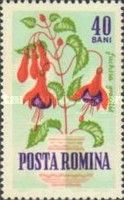 Fuchsia (Fuchsia gracilis)