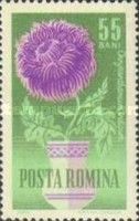 Mother's Daisy (Chrysanthemum indicum)