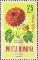 Dahlia (Dahlia hybrida)