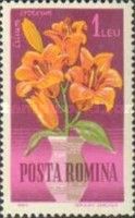 Orange Lily (Lilium croceum)