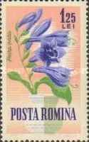 Hosta (Hosta ovata)