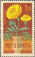 French Marigold (Tagetes erectus)