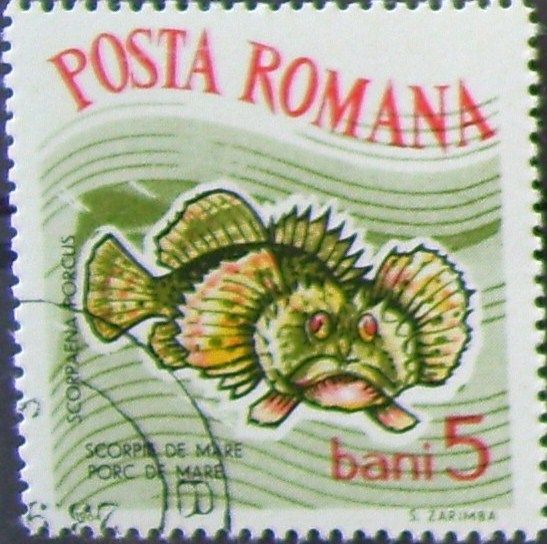 Black Scorpionfish (Scorpaena porcus)