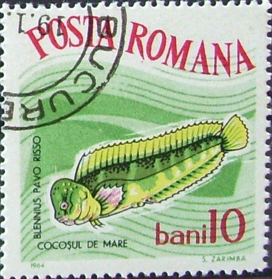 Peacock Blenny (Salaria pavo)