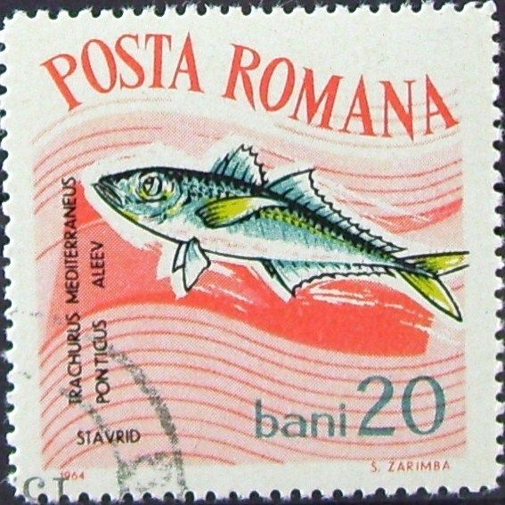 Mediterranean Horse Mackerel (Trachurus mediterraneus)