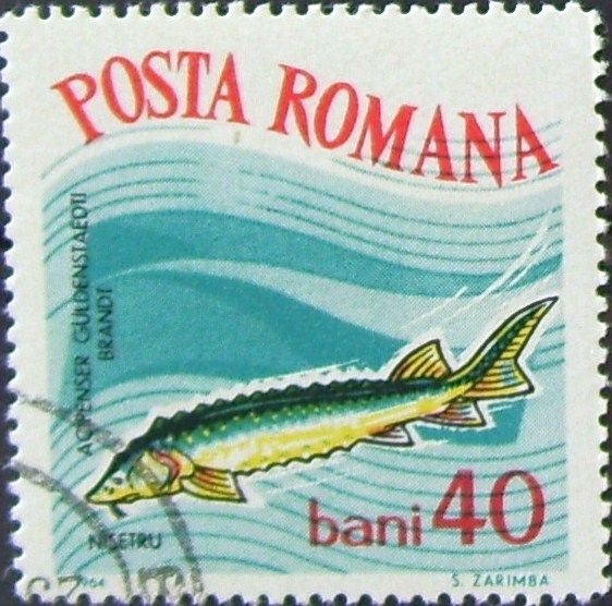 Russian Sturgeon (Acipenser gueldenstaedtii)
