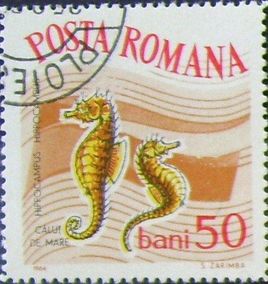 Short-snouted Seahorse (Hippocampus hippocampus)
