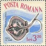 Common Stingray (Dasyatis pastinaca)