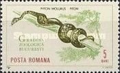 Indian Python (Python molurus)