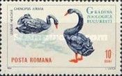 Black Swan (Chenopsis atrata)