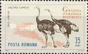 Common Ostrich (Struthio camelus)